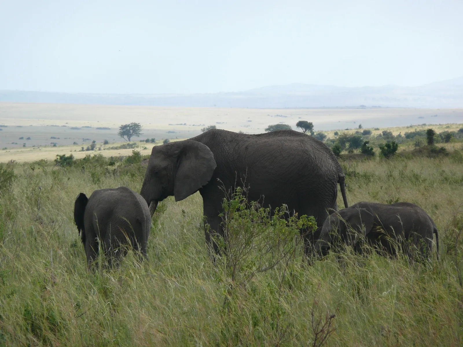 African elephant, Amboseli, Kenya