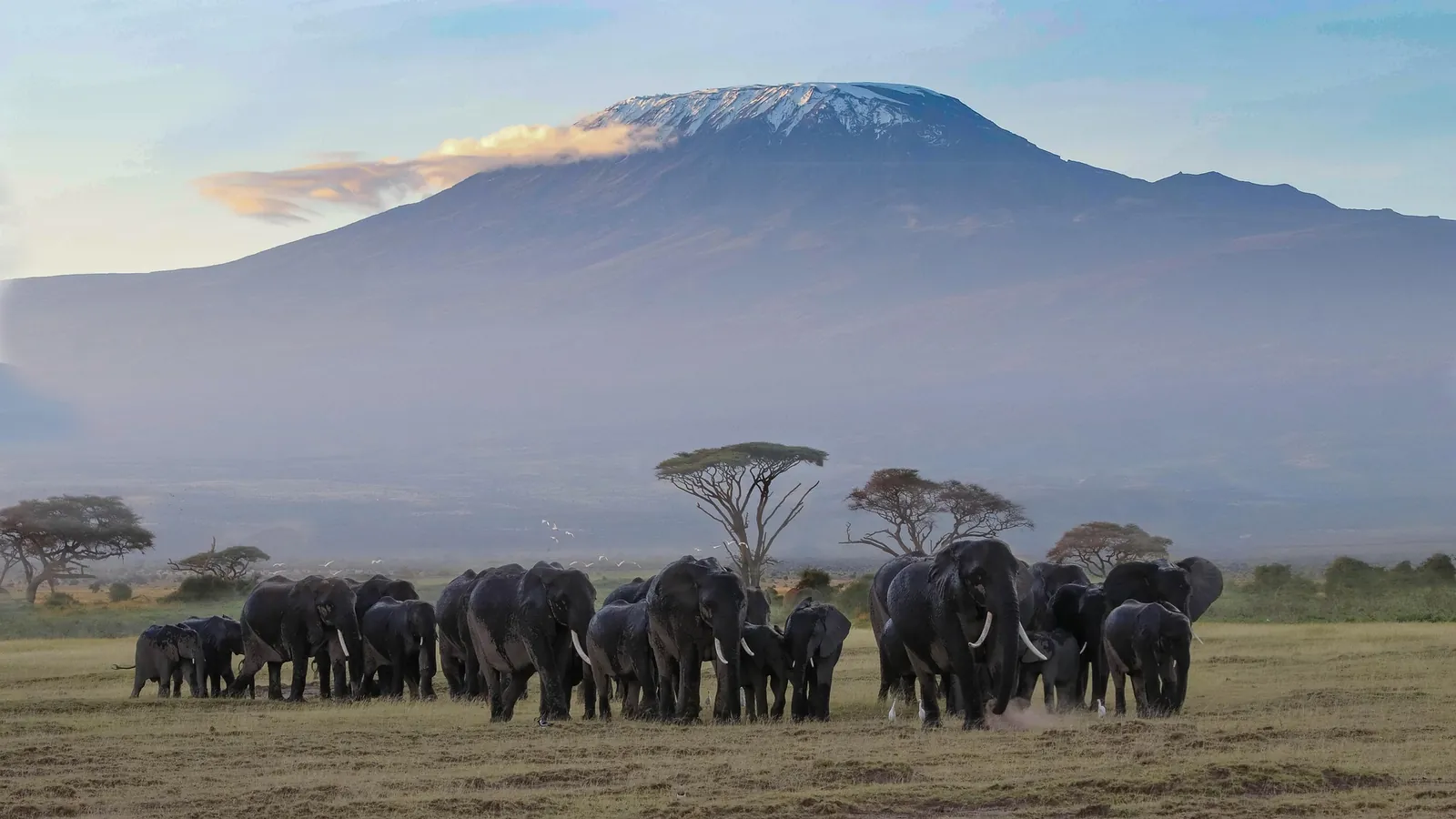 Elephants with Kilimanjaro in the background, Amboseli