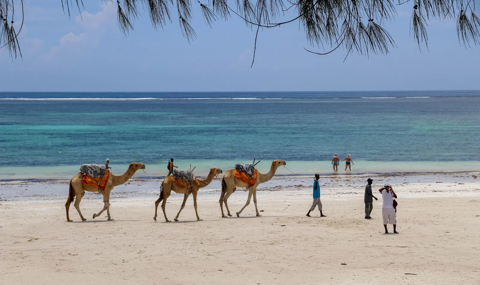 Camel caravan on the beach, Kenyan coast