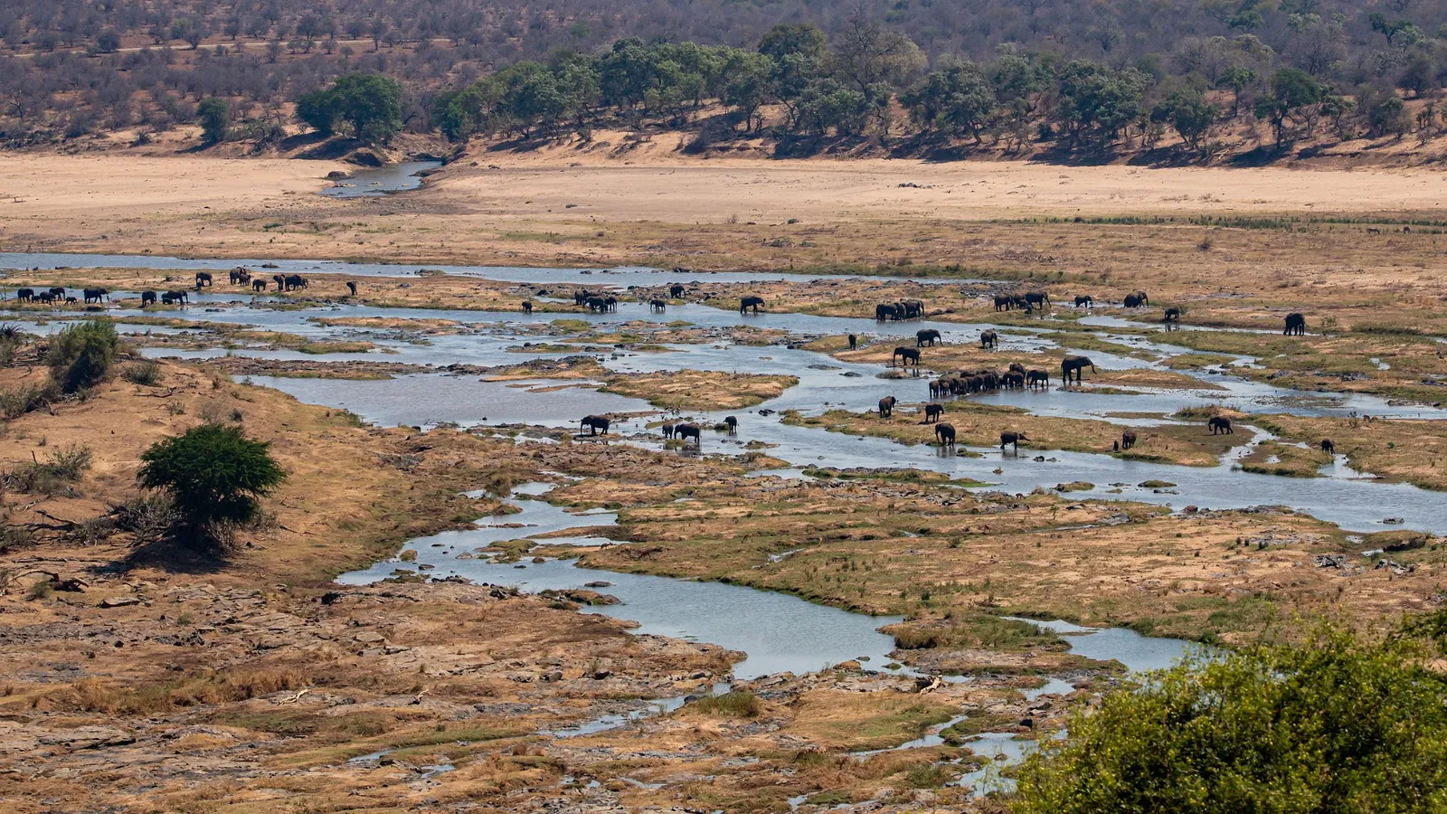 Elephant family herd, Kenya