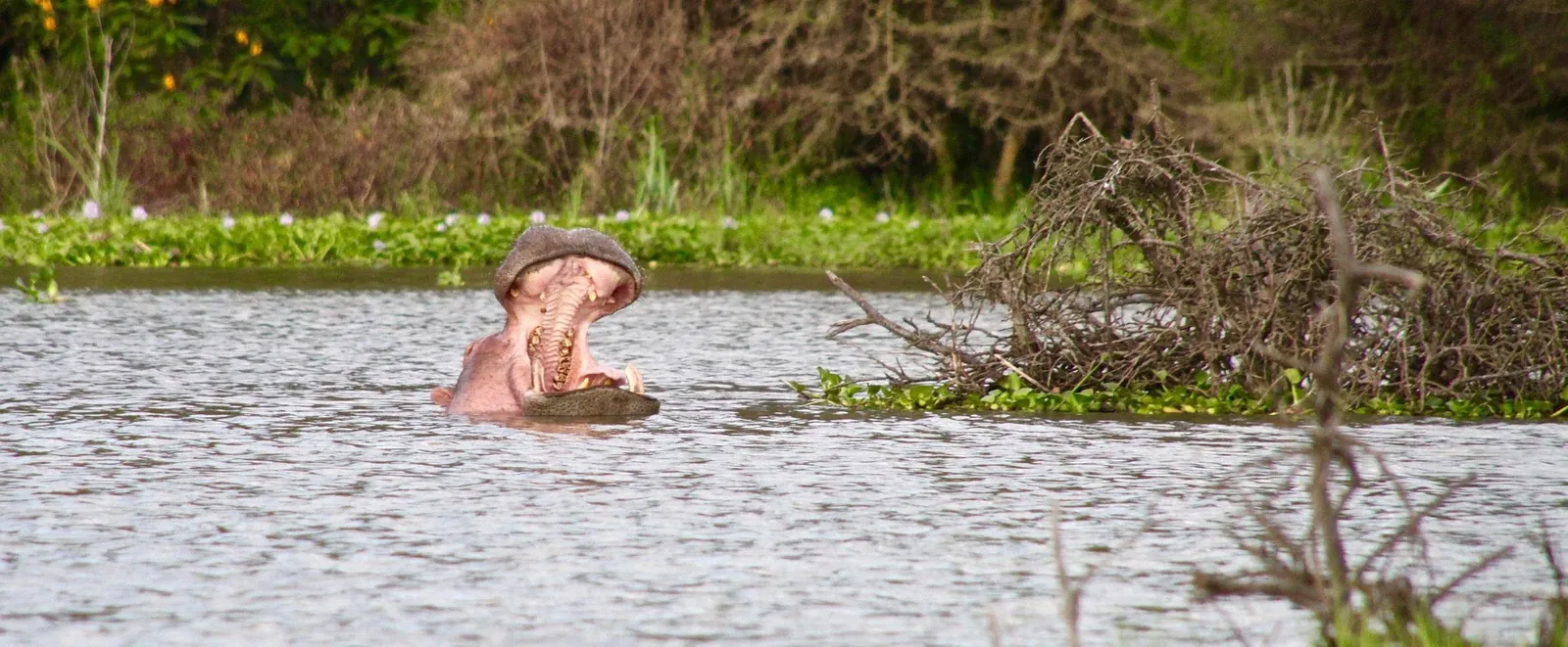Hippos in a pool, Masai Mara