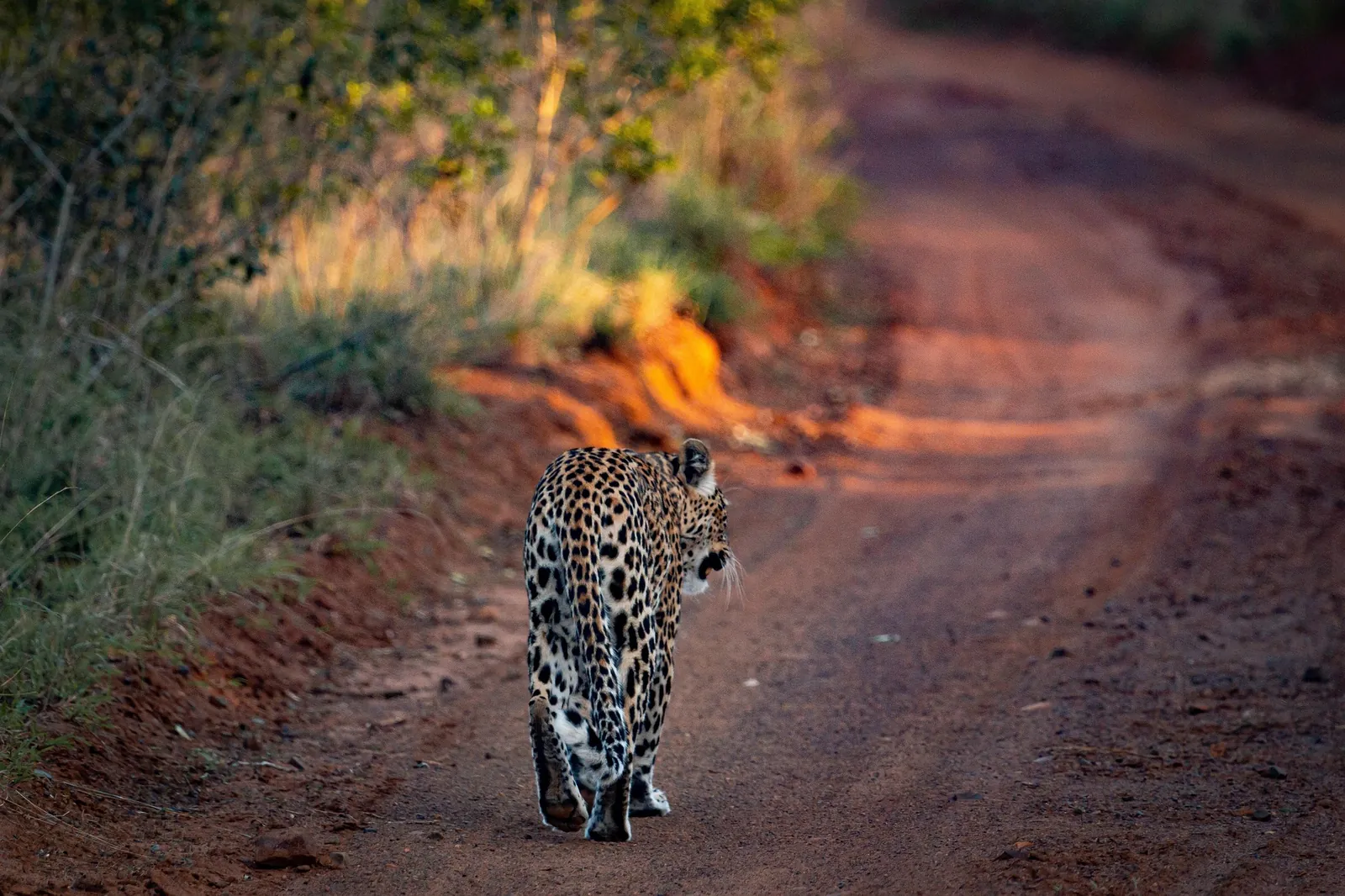 Leopard resting in a tree, Kenya safari