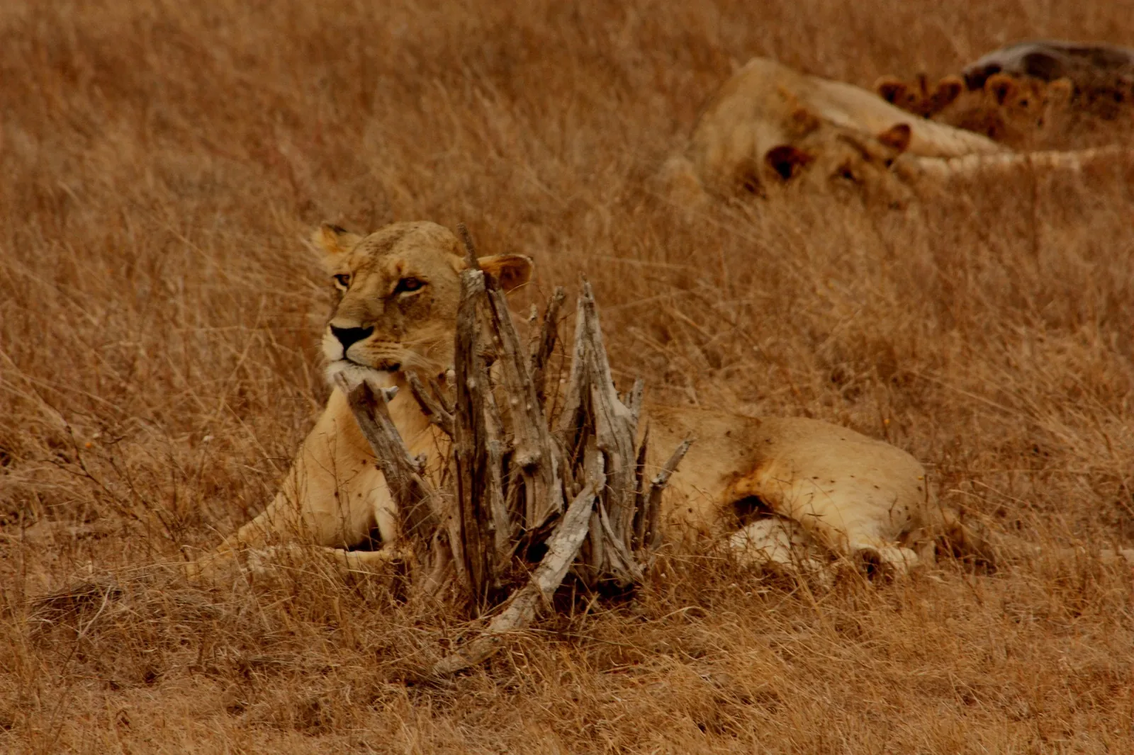 Male lion, Masai Mara, Kenya
