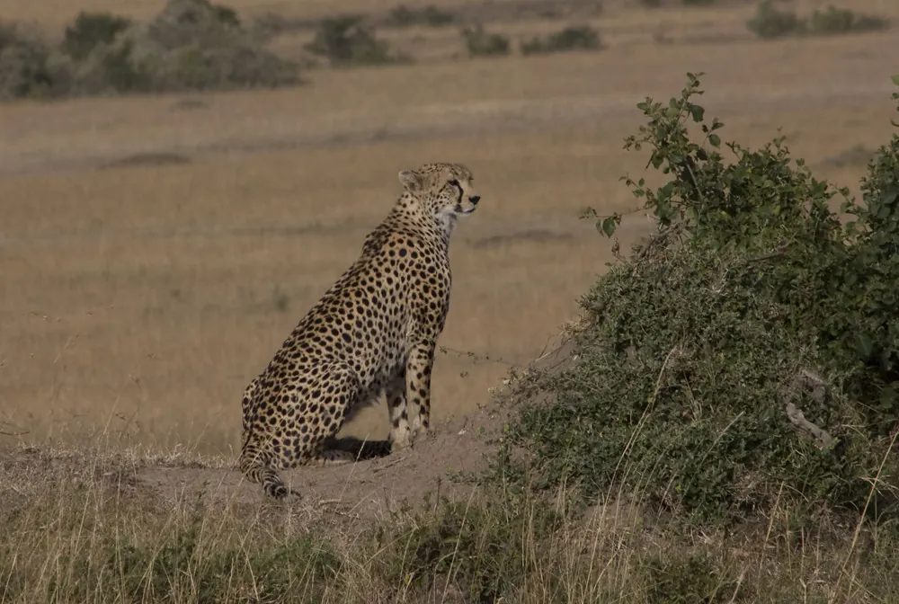Cheetah on a termite mound, Masai Mara, Kenya