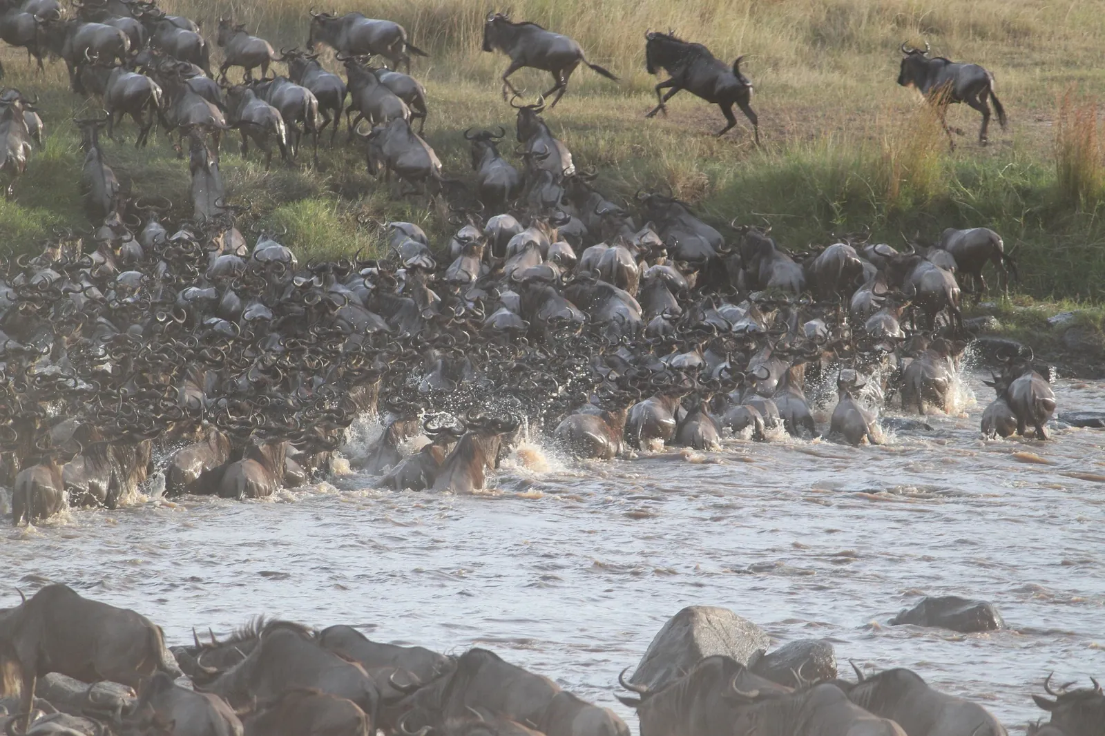 Wildebeest river crossing, Masai Mara